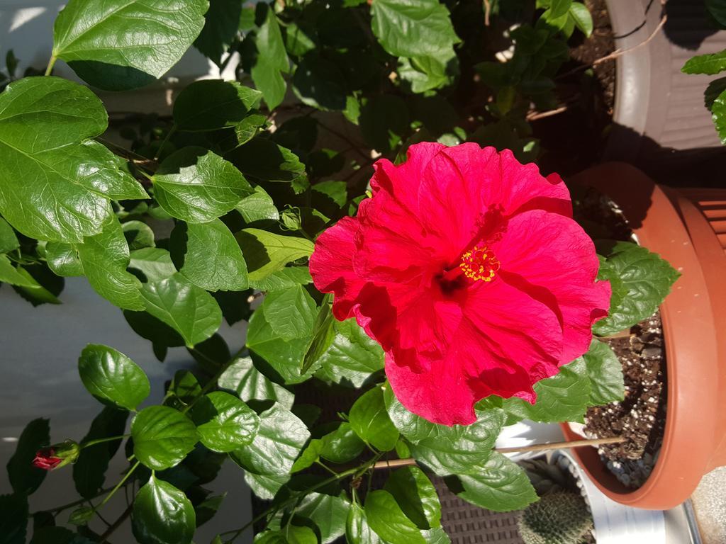 Hibiscus Guest House Budva Bagian luar foto
