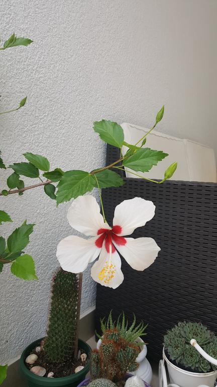Hibiscus Guest House Budva Bagian luar foto