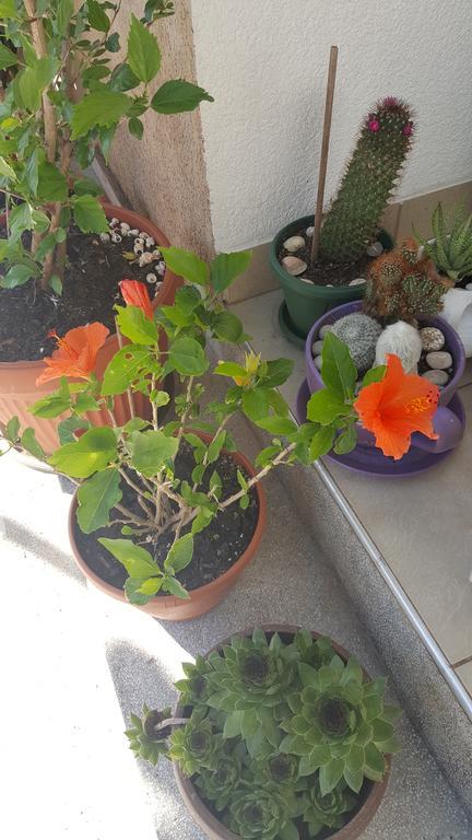 Hibiscus Guest House Budva Bagian luar foto