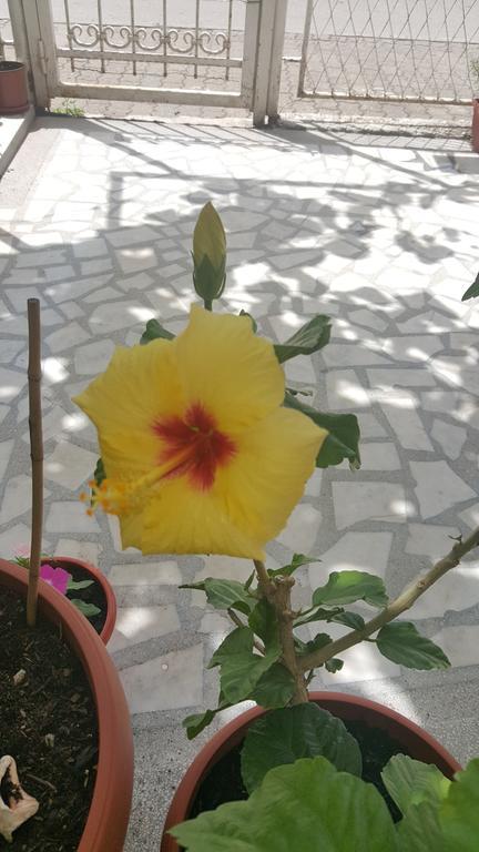 Hibiscus Guest House Budva Bagian luar foto